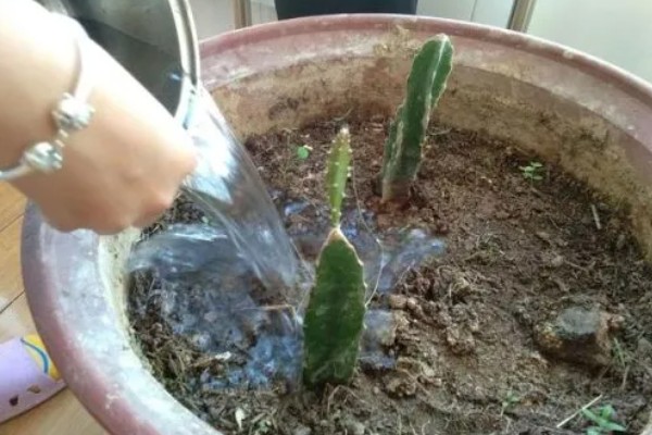 如何种植火龙果，可以扦插也可播种