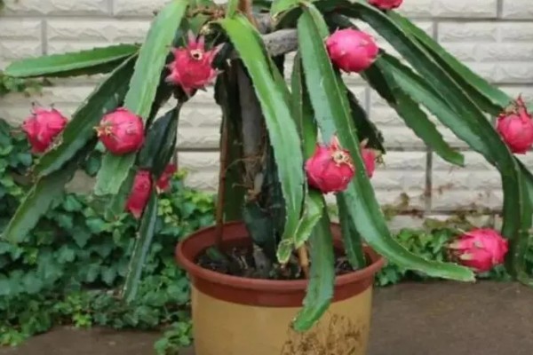 如何种植火龙果，可以扦插也可播种