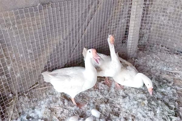 蛋鹅的价格，一斤需要11-15元左右