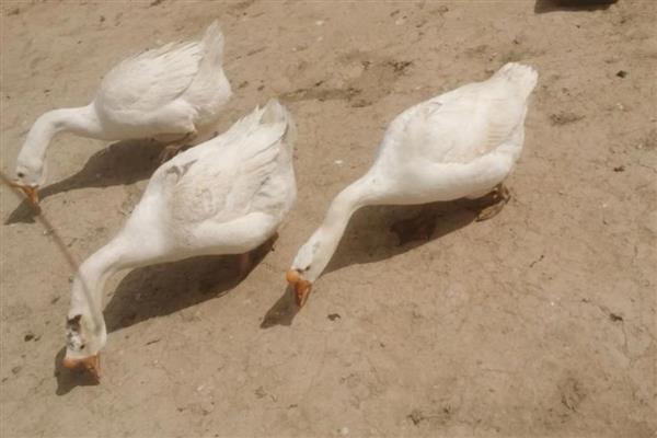 蛋鹅的价格，一斤需要11-15元左右