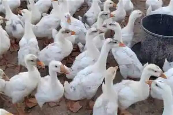 蛋鹅的价格，一斤需要11-15元左右