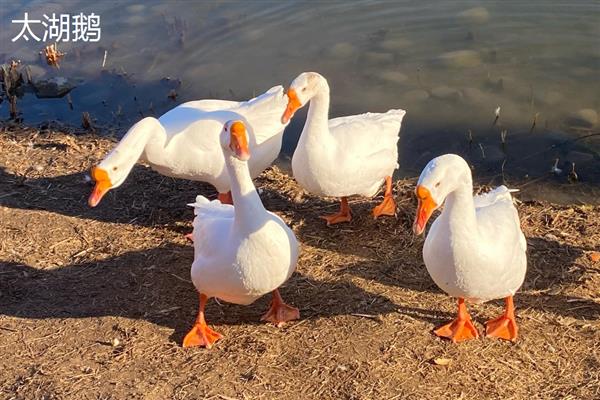 蛋鹅的价格，一斤需要11-15元左右