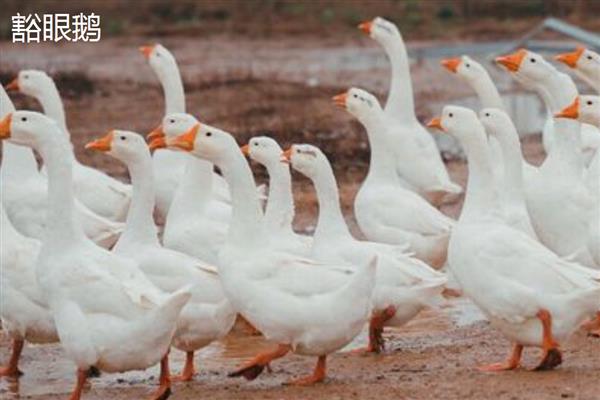 蛋鹅的价格，一斤需要11-15元左右