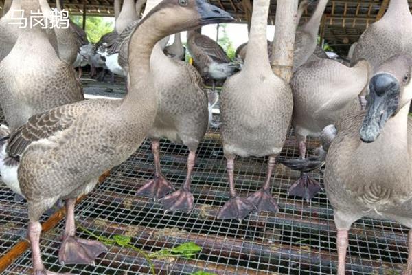 蛋鹅的价格，一斤需要11-15元左右