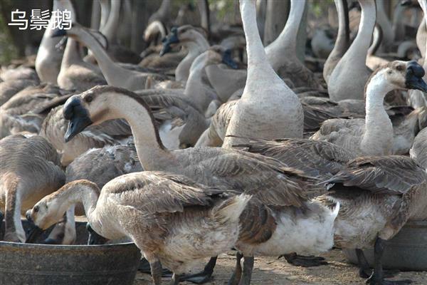 蛋鹅的价格，一斤需要11-15元左右