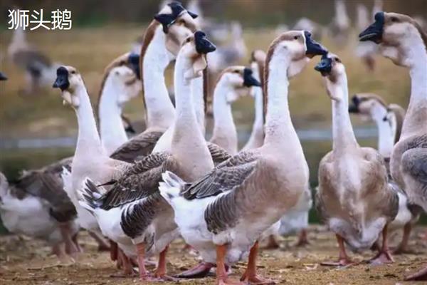 蛋鹅的价格，一斤需要11-15元左右