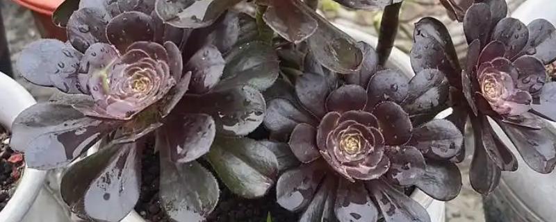 法师多肉为什么长气根，空气湿度大会长出气根吸收水分