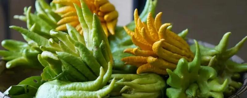 佛手生长多久才可以收获，栽后4-5年开始开花结果