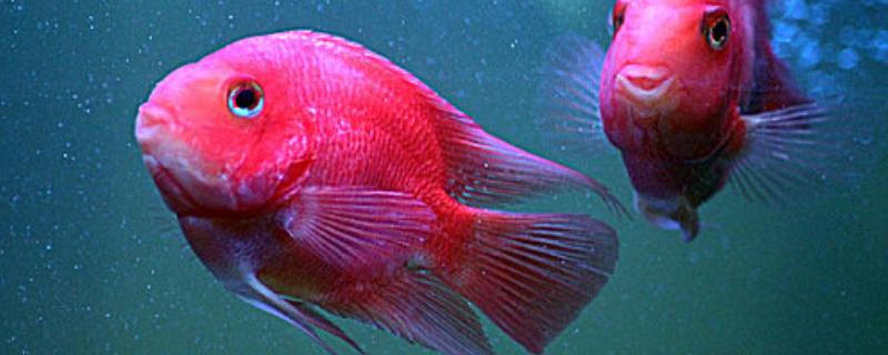 鹦鹉鱼的适宜水温，要保持在25-28℃