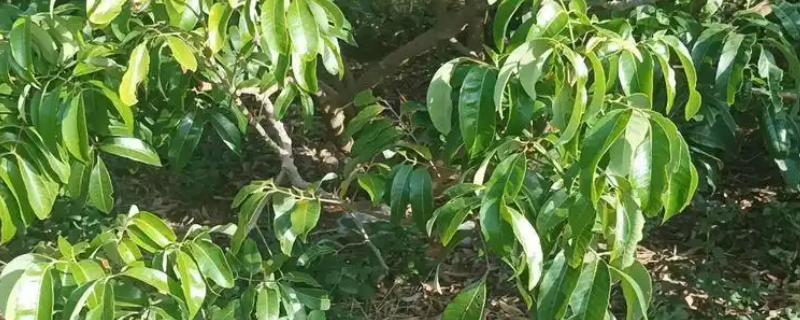 龙眼丛枝病有哪些症状，发病严重时叶片会畸形
