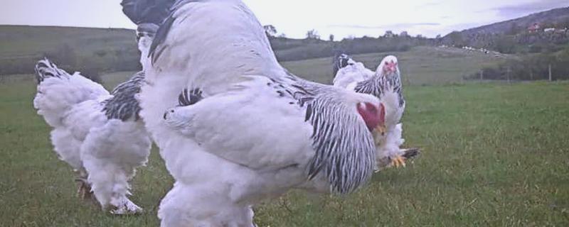 婆罗门鸡的体重，公鸡能达到20斤