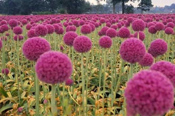 大花葱一年开多少次花,一年开一次花