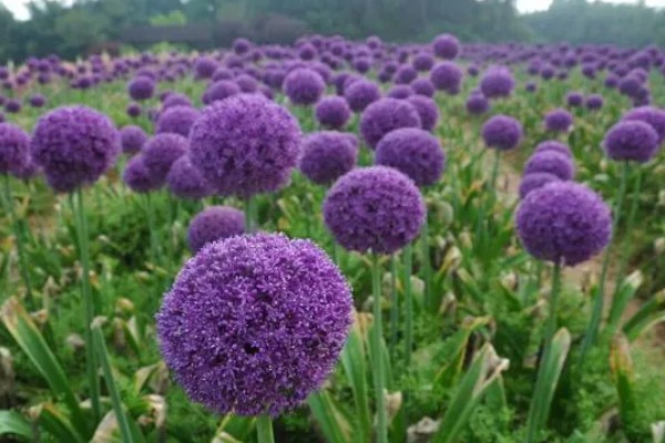 大花葱一年开多少次花,一年开一次花