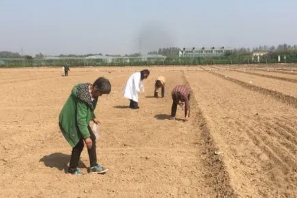 大花葱一年开多少次花,一年开一次花