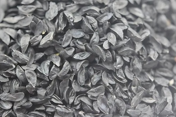 大花葱一年开多少次花,一年开一次花