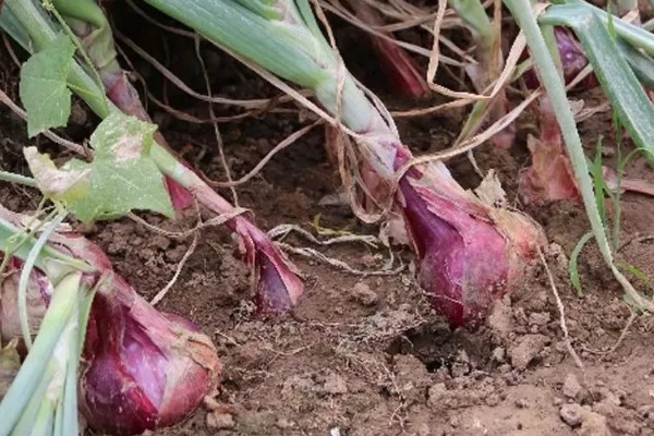 大花葱一年开多少次花,一年开一次花