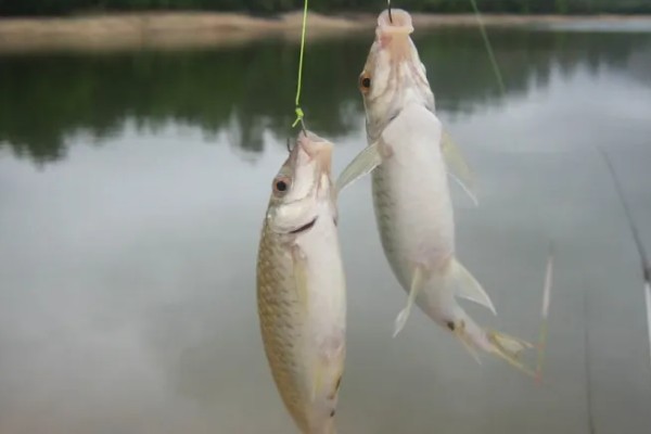 春钓鲫鱼应该钓深吗，早春作钓深度要达到2米以上