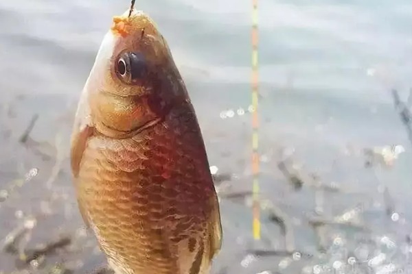 春钓鲫鱼应该钓深吗，早春作钓深度要达到2米以上