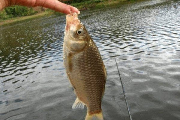 春钓鲫鱼应该钓深吗，早春作钓深度要达到2米以上