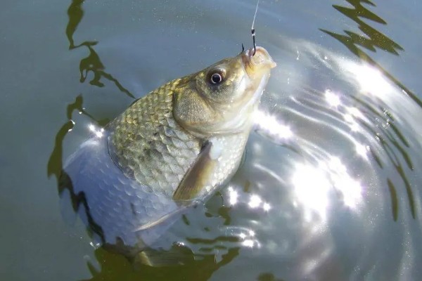 春钓鲫鱼应该钓深吗，早春作钓深度要达到2米以上