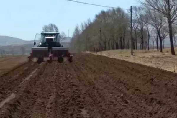 苦丁茶怎么种植,把株行距控制在2米×1.5米