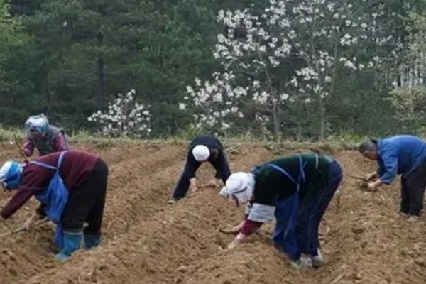 苦丁茶怎么种植,把株行距控制在2米×1.5米