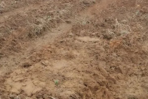 苦丁茶怎么种植,把株行距控制在2米×1.5米