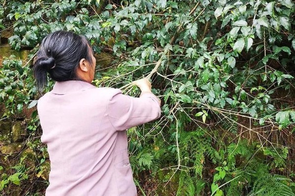 苦丁茶怎么种植,把株行距控制在2米×1.5米