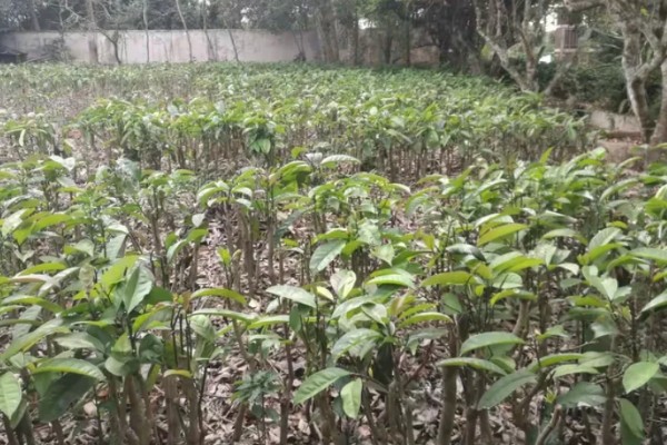 苦丁茶怎么种植,把株行距控制在2米×1.5米