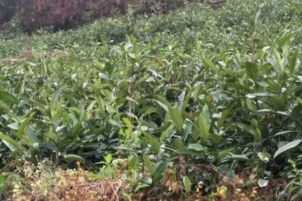 苦丁茶怎么种植,把株行距控制在2米×1.5米