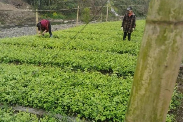 苦丁茶怎么种植,把株行距控制在2米×1.5米