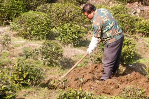 苦丁茶怎么种植,把株行距控制在2米×1.5米