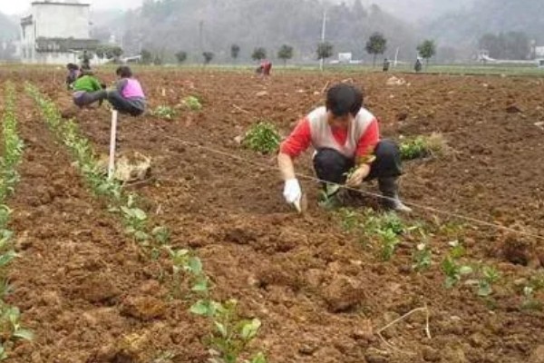 苦丁茶怎么种植,把株行距控制在2米×1.5米