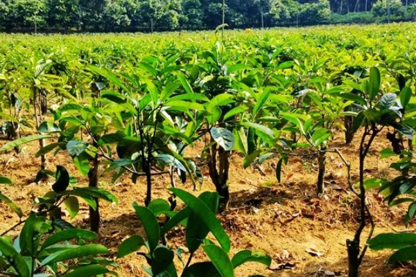 苦丁茶怎么种植,把株行距控制在2米×1.5米