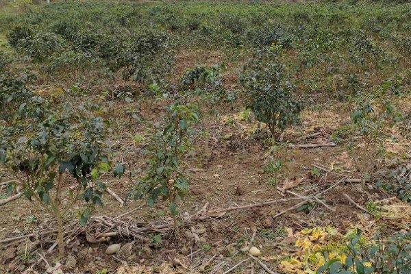苦丁茶怎么种植,把株行距控制在2米×1.5米