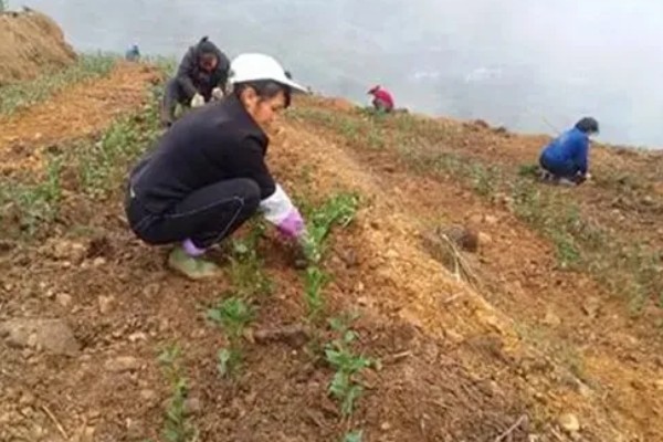 苦丁茶怎么种植,把株行距控制在2米×1.5米