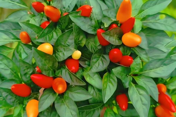 朝天椒的亩产量,一般能达到350-500公斤左右