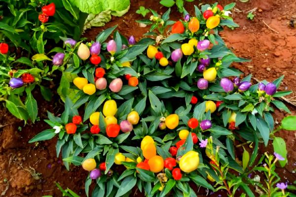 朝天椒的亩产量,一般能达到350-500公斤左右