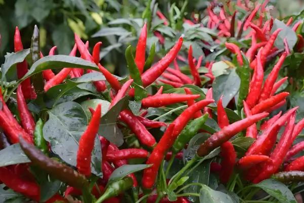 朝天椒的亩产量,一般能达到350-500公斤左右