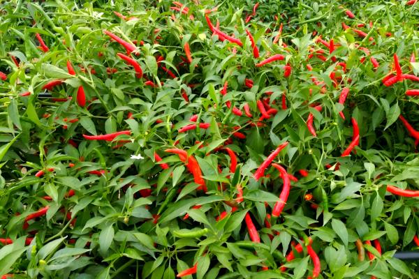 朝天椒的亩产量,一般能达到350-500公斤左右