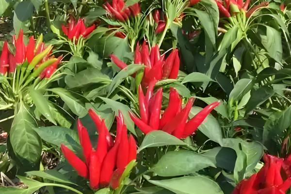 朝天椒的亩产量,一般能达到350-500公斤左右