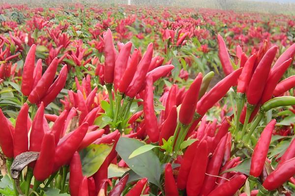 朝天椒的亩产量,一般能达到350-500公斤左右