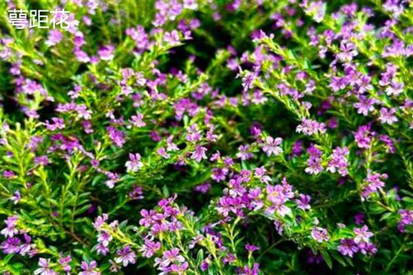 萼距花与满天星的区别，属性和形态均不同