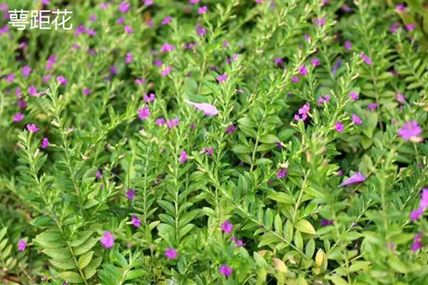 萼距花与满天星的区别，属性和形态均不同