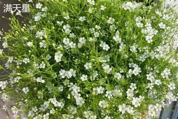 萼距花与满天星的区别，属性和形态均不同