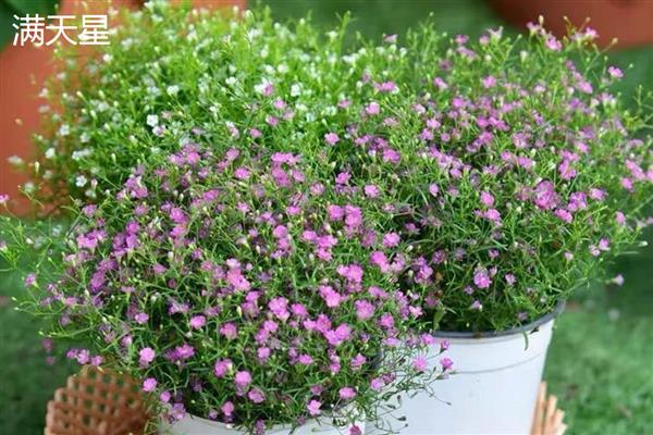 萼距花与满天星的区别，属性和形态均不同