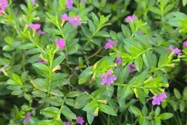 萼距花与满天星的区别，属性和形态均不同