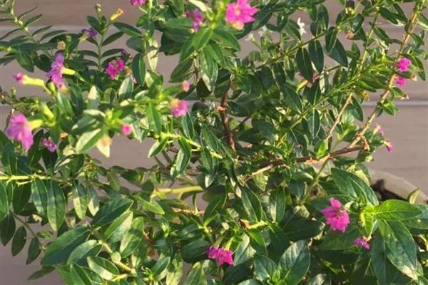 萼距花与满天星的区别，属性和形态均不同