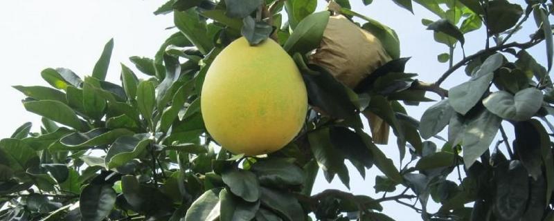 金橙蜜柚的优缺点，水分充足但产量低