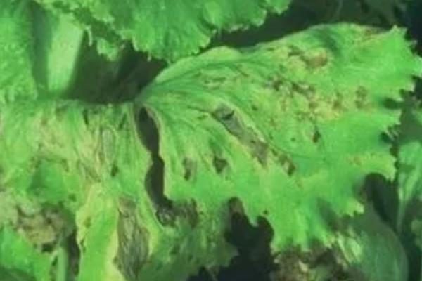 生菜霜霉病的防治方法，首先选用抗病良种